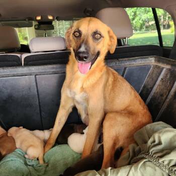 Marcie * -  Black Mouth Cur and Mixed Breed Dog for Adoption in Hackett, Arkansas - Marcie * | PetCurious