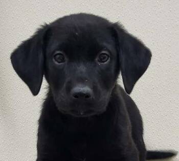 Patriotic -  Mixed Breed Dog for Adoption in Groveland, Massachusetts - Patriotic | PetCurious