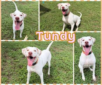 Tundy -  English Setter Dog for Adoption in Universal City, Texas - Tundy | PetCurious