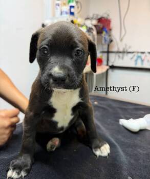 Rescue Pit Bull Terrier Dogs for Adoption in Los Angeles, California - Amethyst | PetCurious