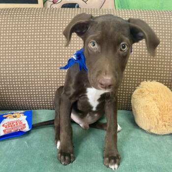 Jack -  Chocolate Labrador Retriever and Mixed Breed Dog for Adoption in Palestine, Texas - Jack | PetCurious