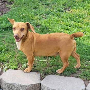 Dachshund Dogs Available for Adoption in Olathe, Kansas - Belle | PetCurious