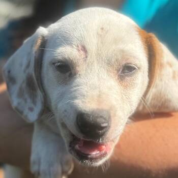 Mixed Breed Dogs Available for Adoption in Quincy, Florida - KATINA | PetCurious