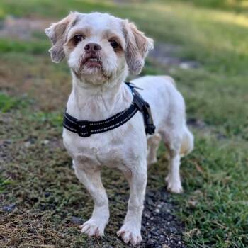 Yo Yo 09-2321 -  Shih Tzu Dog for Adoption in Tyrone, Georgia - Yo Yo 09-2321 | PetCurious