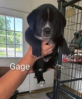 Gage -  Shepherd Dog for Adoption in Stover, Missouri - Gage | PetCurious