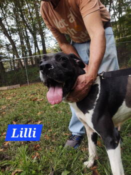 Rescue Hound and Great Dane Dogs for Adoption in Hinton, West Virginia - Lilli (3yo, 64lbs) | PetCurious