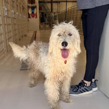 Brinkley -  Poodle Dog for Adoption in Chicago, Illinois - Brinkley | PetCurious