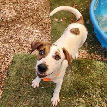 Mixed Breed Dogs Available for Adoption - Buster | PetCurious