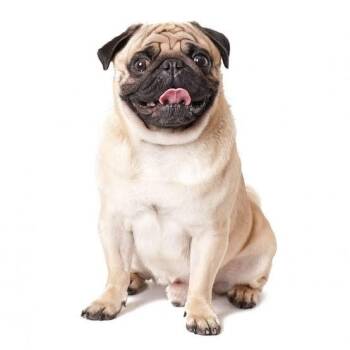 Switzel- duplicate change media -  Pug Dog for Adoption in Bettles, Alaska - Switzel- Duplicate Change Media | PetCurious