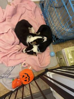 Corgi Dogs Available for Adoption in Omaha, Nebraska - Corgi- Loki | PetCurious