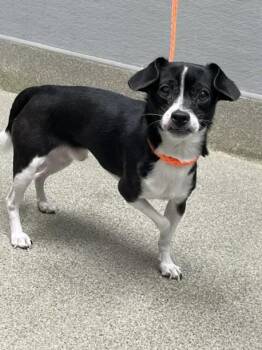 BAGEL -  Chihuahua Dog for Adoption in Las Vegas, Nevada - BAGEL | PetCurious
