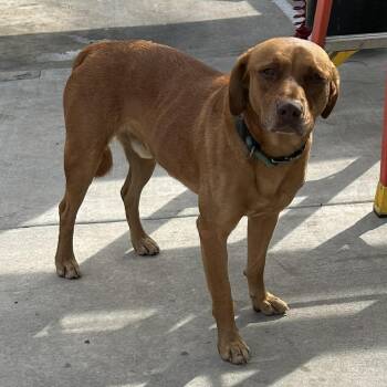 Labrador Retriever and Vizsla Dogs Available for Adoption in Kaufman, Texas - CARWASH BUDDY LIVES AT THE CARWASH | PetCurious