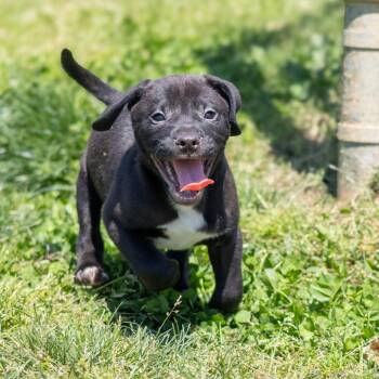 Rocky (fka Zebra Cakes) -  Mixed Breed Dog for Adoption - Rocky (fka Zebra Cakes) | PetCurious