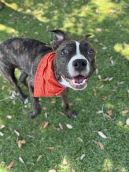 Mixed Breed Dogs Available for Adoption in Daytona Beach, Florida - Loki - 2 | PetCurious