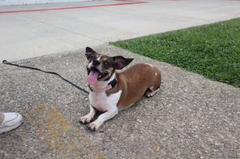 Misty -  Dachshund and Jack Russell Terrier Dog for Adoption in Goshen, Kentucky - Misty | PetCurious
