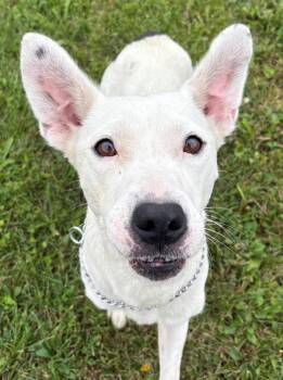 Suki -  Mixed Breed Dog for Adoption in Ionia, Michigan - Suki | PetCurious