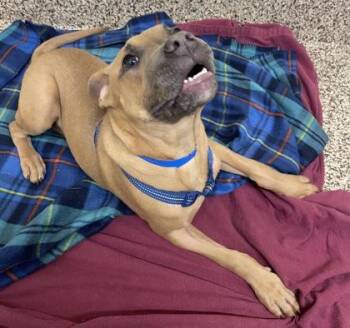 Pit Bull Terrier and Mixed Breed Dogs Available for Adoption in Westland, Michigan - Elliot | PetCurious