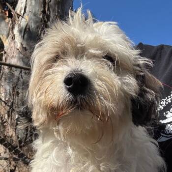 Chewbacca -  Maltese and Poodle Dog for Adoption in Sonoma, California - Chewbacca | PetCurious