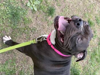American Staffordshire Terrier and Boxer Dogs Available for Adoption in Plymouth, Connecticut - June | PetCurious