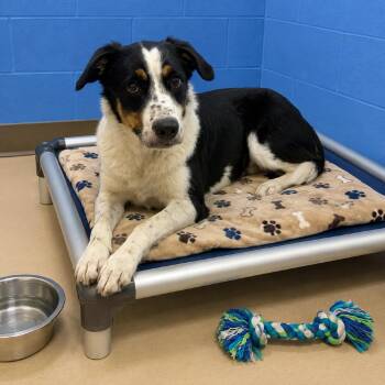Doober -  Mixed Breed Dog for Adoption in Pine Bluff, Arkansas - Doober | PetCurious