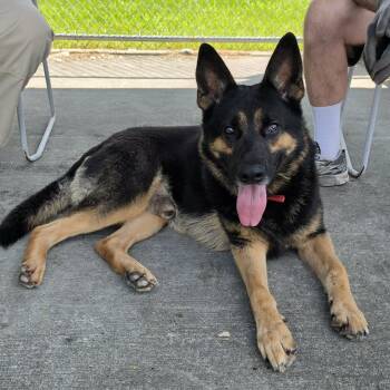 Pedro, Handsome Shepherd Boy -  German Shepherd Dog Dog for Adoption in Meriden, Connecticut - Pedro, Handsome Shepherd Boy | PetCurious