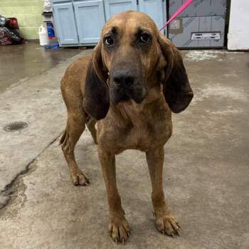 Joe -  Bloodhound Dog for Adoption in Corbin, Kentucky - Joe | PetCurious