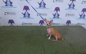 Chihuahua Dogs Available for Adoption in Orlando, Florida - CONNIE | PetCurious
