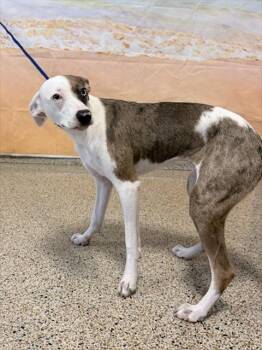 GYPSY -  Rat Terrier and Greyhound Dog for Adoption in Doral, Florida - GYPSY | PetCurious