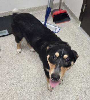 Siberian Husky and Australian Cattle Dog Blue Heeler Dogs Available for Adoption in Vancouver, Washington - Edward | PetCurious