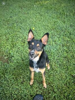 Rescue Shepherd and Cattle Dog Dogs for Adoption in Gordonsville, Virginia - Noodle | PetCurious