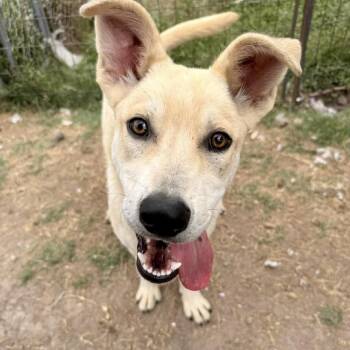 Australian Shepherd and Labrador Retriever Dogs Available for Adoption in Austin, Texas - Keith | PetCurious