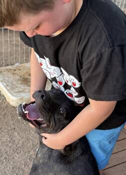 Porkchop -  Mastiff Dog for Adoption in San Tan Valley, Arizona - Porkchop | PetCurious