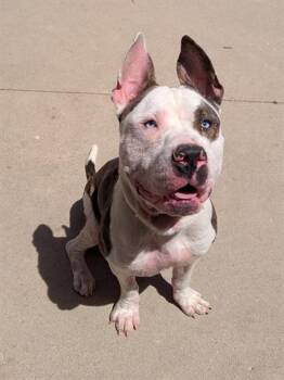 Pit Bull Terrier Dogs Available for Adoption in Dayton, Ohio - ELVIS | PetCurious