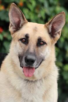 Leo von Lenne -  German Shepherd Dog Dog for Adoption in Los Angeles, California - Leo Von Lenne | PetCurious