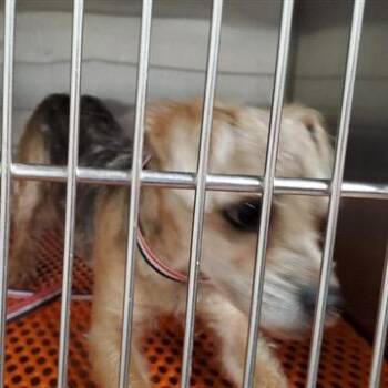 Yorkshire Terrier Dogs Available for Adoption - Toby | PetCurious