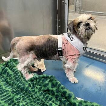 Pupee -  Shih Tzu Dog for Adoption in Fairfax, Virginia - Pupee | PetCurious