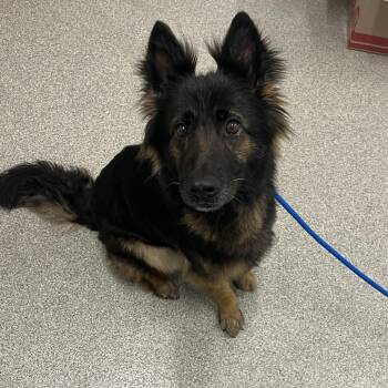 Shepherd Dogs Available for Adoption in Matteson, Illinois - Niagara Fall | PetCurious