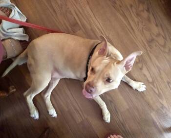 Molly -  Terrier and Pit Bull Terrier Dog for Adoption - Molly | PetCurious