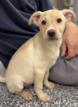 Thelma -  Mixed Breed Dog for Adoption in Bemidji, Minnesota - Thelma | PetCurious