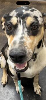 Ida Red -  Catahoula Leopard Dog Dog for Adoption in Murray, Kentucky - Ida Red | PetCurious