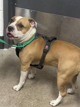 Gismo -  Pit Bull Terrier Dog for Adoption in Cleveland, Ohio - Gismo | PetCurious