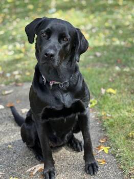 Lulu - In Mass. -  Black Labrador Retriever Dog for Adoption - Lulu - In Mass. | PetCurious