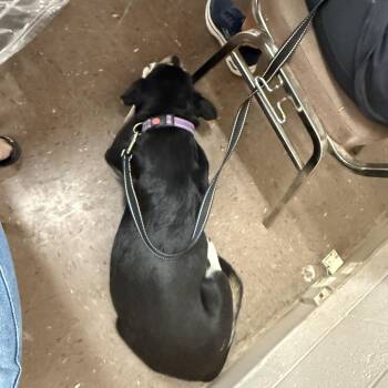 Labrador Retriever Dogs Available for Adoption in New Fairfield, Connecticut - Juno | PetCurious