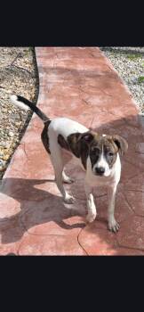 Rat Terrier Dogs Available for Adoption in Miami, Florida - Willow  | PetCurious