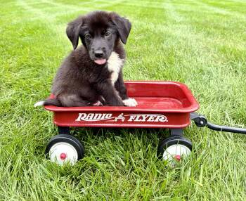 Rolo -  Australian Shepherd Dog for Adoption in Plainfield, Illinois - Rolo | PetCurious