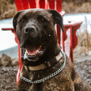 Cane Corso and Mixed Breed Dogs Available for Adoption in Toronto, Ontario - Max | PetCurious