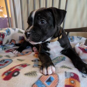 American Staffordshire Terrier and Doberman Pinscher Dogs Available for Adoption in Chino Hills, California - Dante - Chino Hills Location | PetCurious