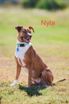 Rescue Pit Bull Terrier and Boxer Dogs for Adoption in La Grange, Texas - Nyla | PetCurious