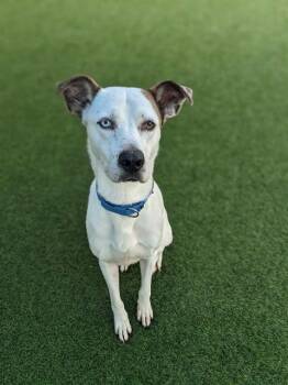 JAXON -  Mixed Breed Dog for Adoption in Dallas, Texas - JAXON | PetCurious