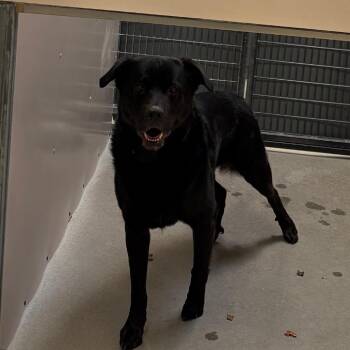 Black Labrador Retriever Dogs Available for Adoption - Boost | PetCurious